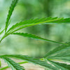 ¿Cannabis en lugar de polifarmacia?