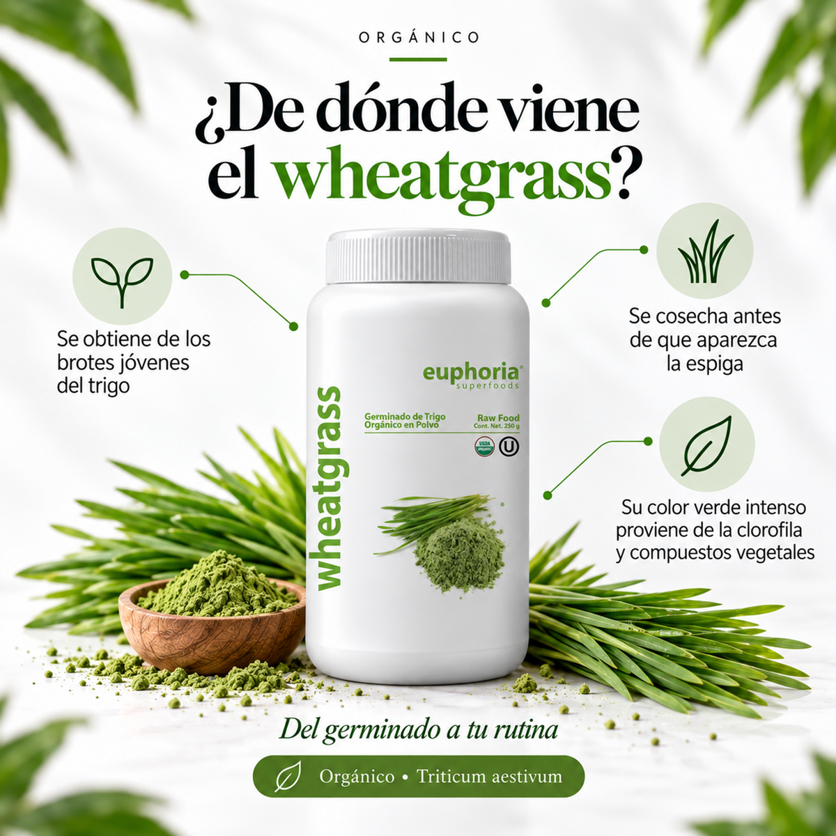 Wheatgrass Orgánico